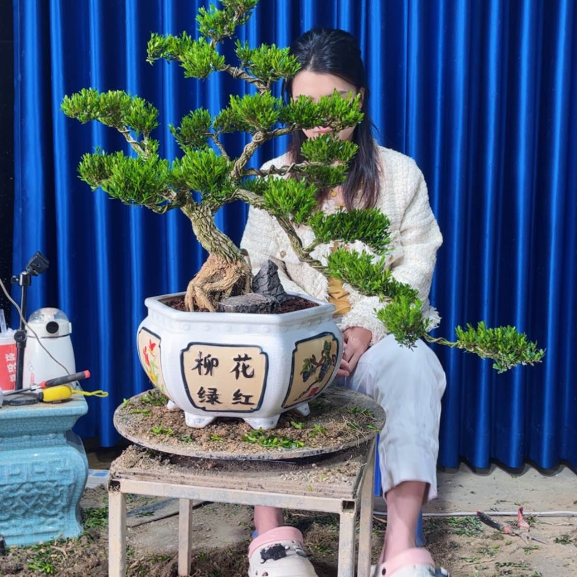 【闪购商品】广东雀舌黄杨盆景