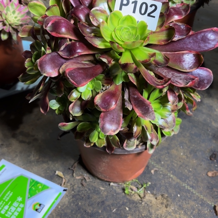 瑞妈，，，。。，102万家丽