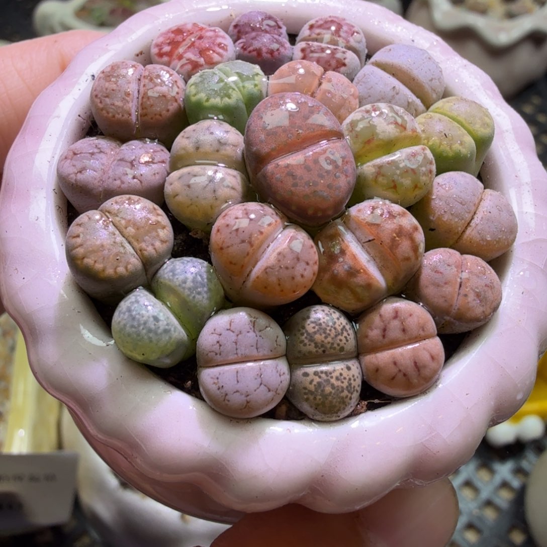 多肉植物福利冲冲冲569