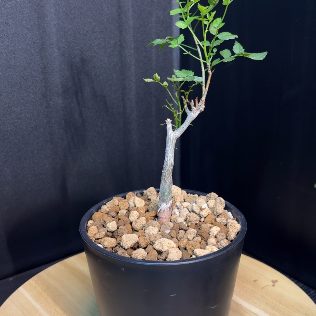 芳香橄榄小苗带盆土