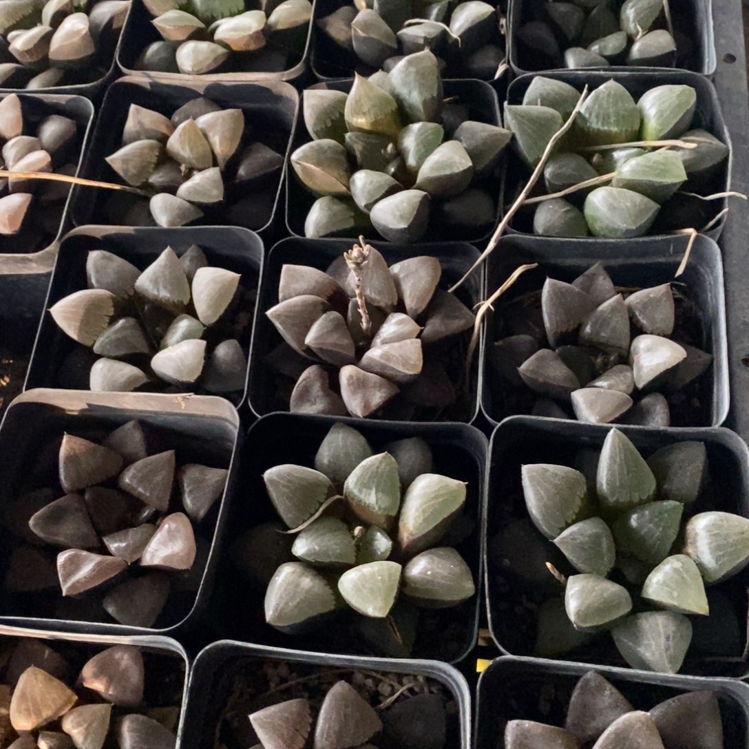 2305 一颗大日月潭 