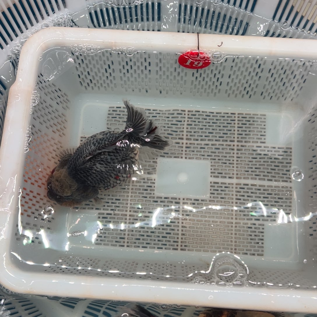 珍***子海水鱼我在开会没时间