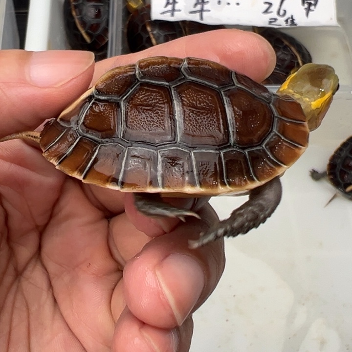 母绿毛龟川*啦啦了我