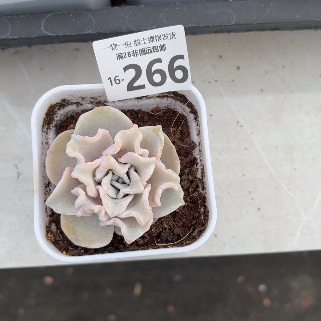 芭蕾舞者多肉多肉多肉