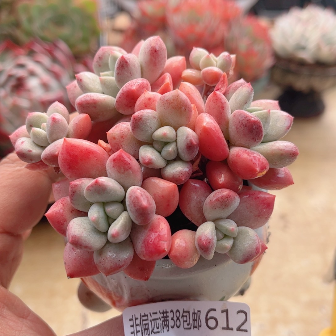 612拉丝雨德华多肉