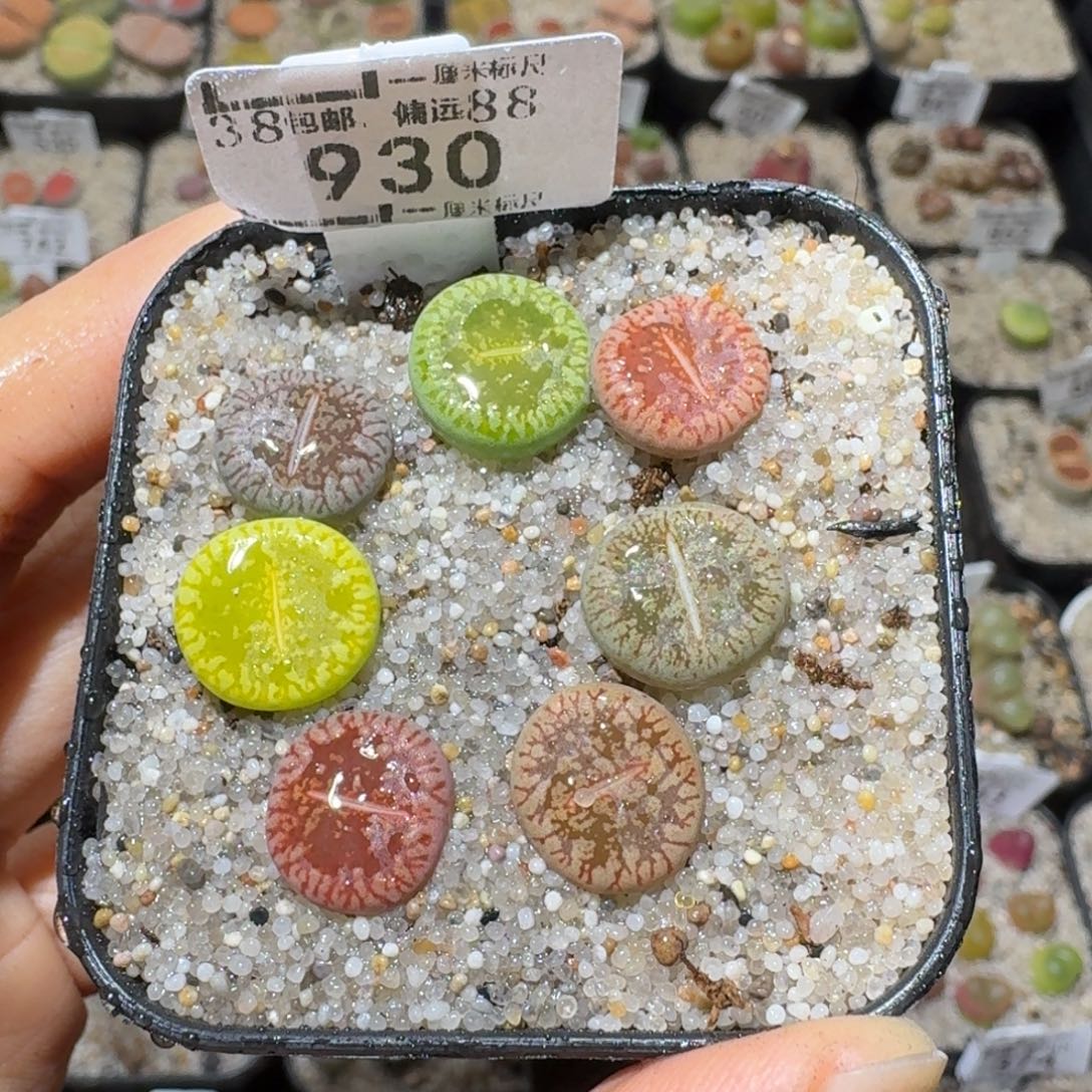 Sss清货了全便宜了930