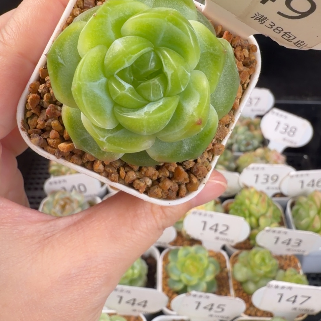 圆包珍妮孤品优选149号