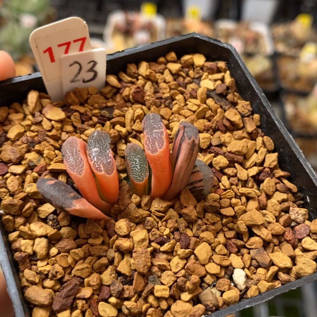 177赤斑玉扇多肉植物