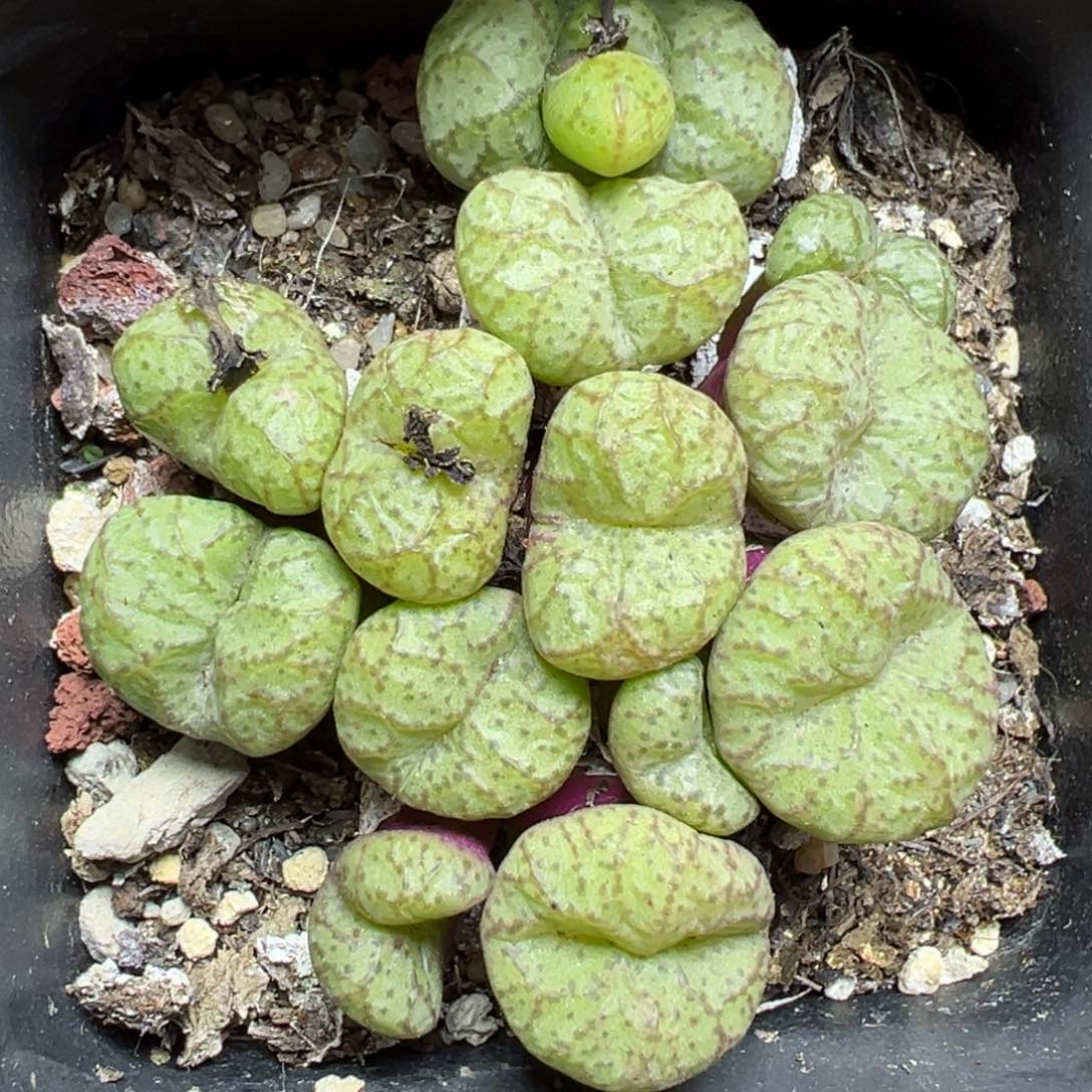 【闪购商品】805……