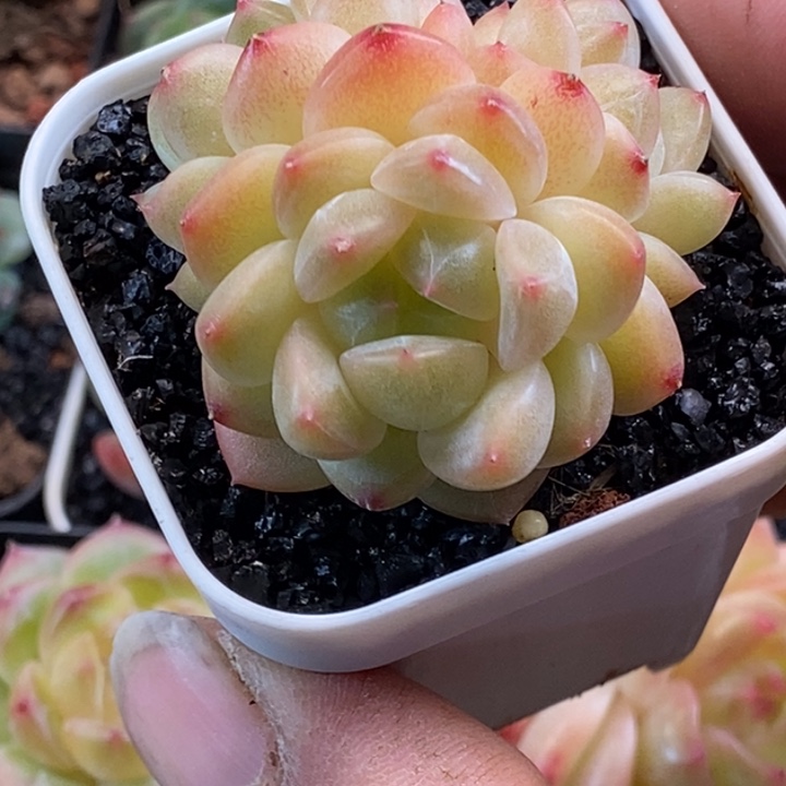 天官赐福百无禁忌