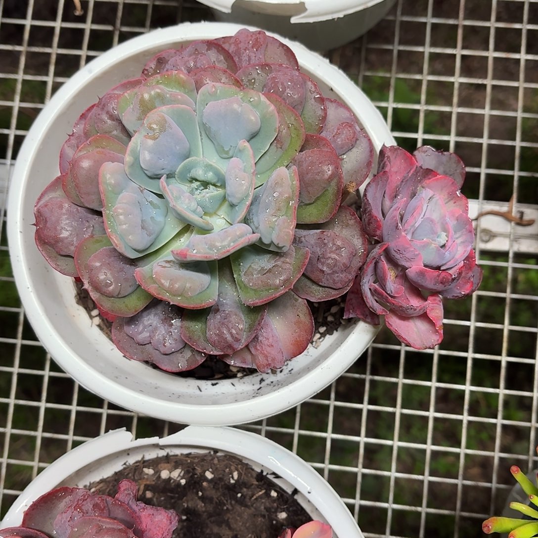 大叶雨滴阴阳锦20㎝冠幅