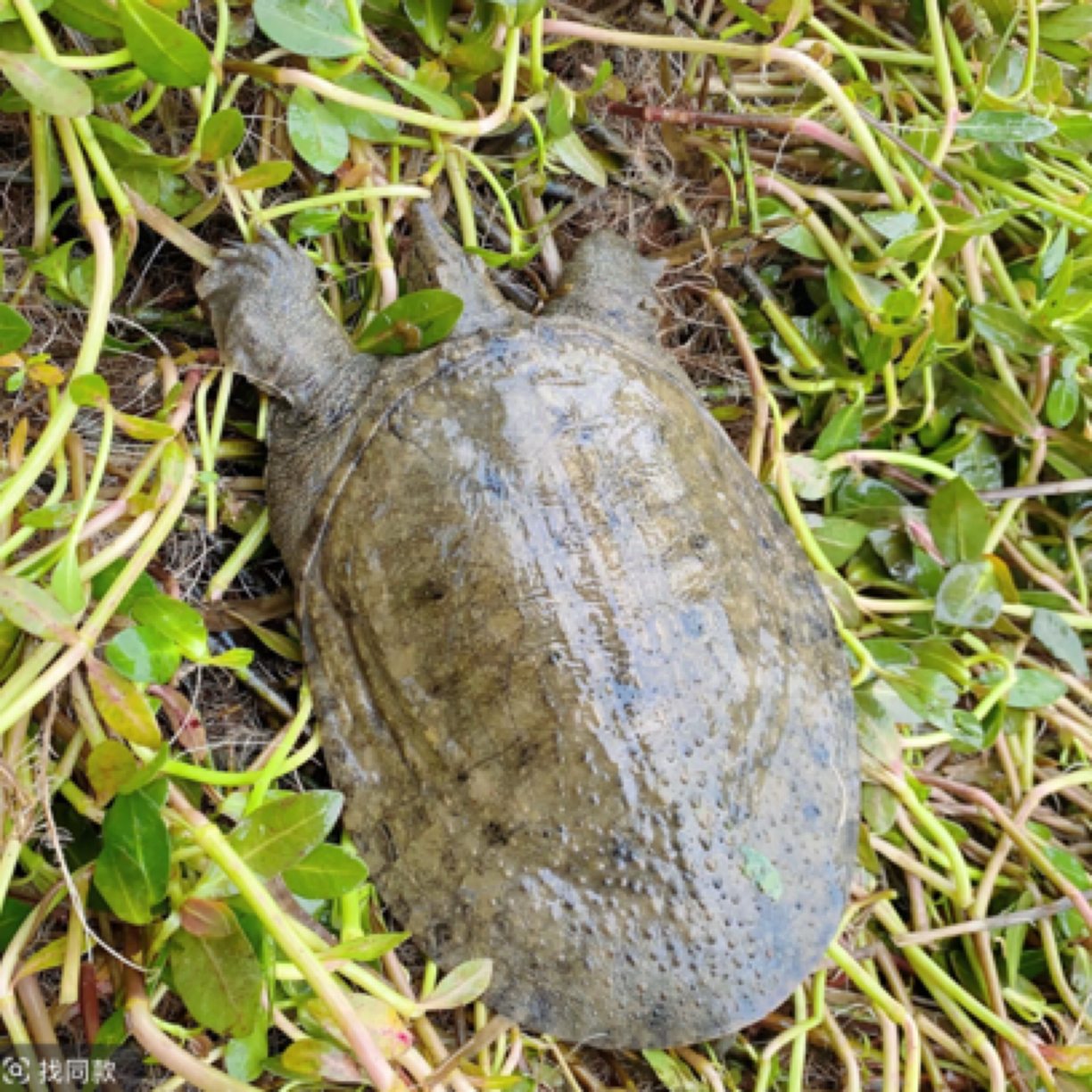 正宗生态青黑背白底鲜活甲鱼1只顺丰鲜活到家