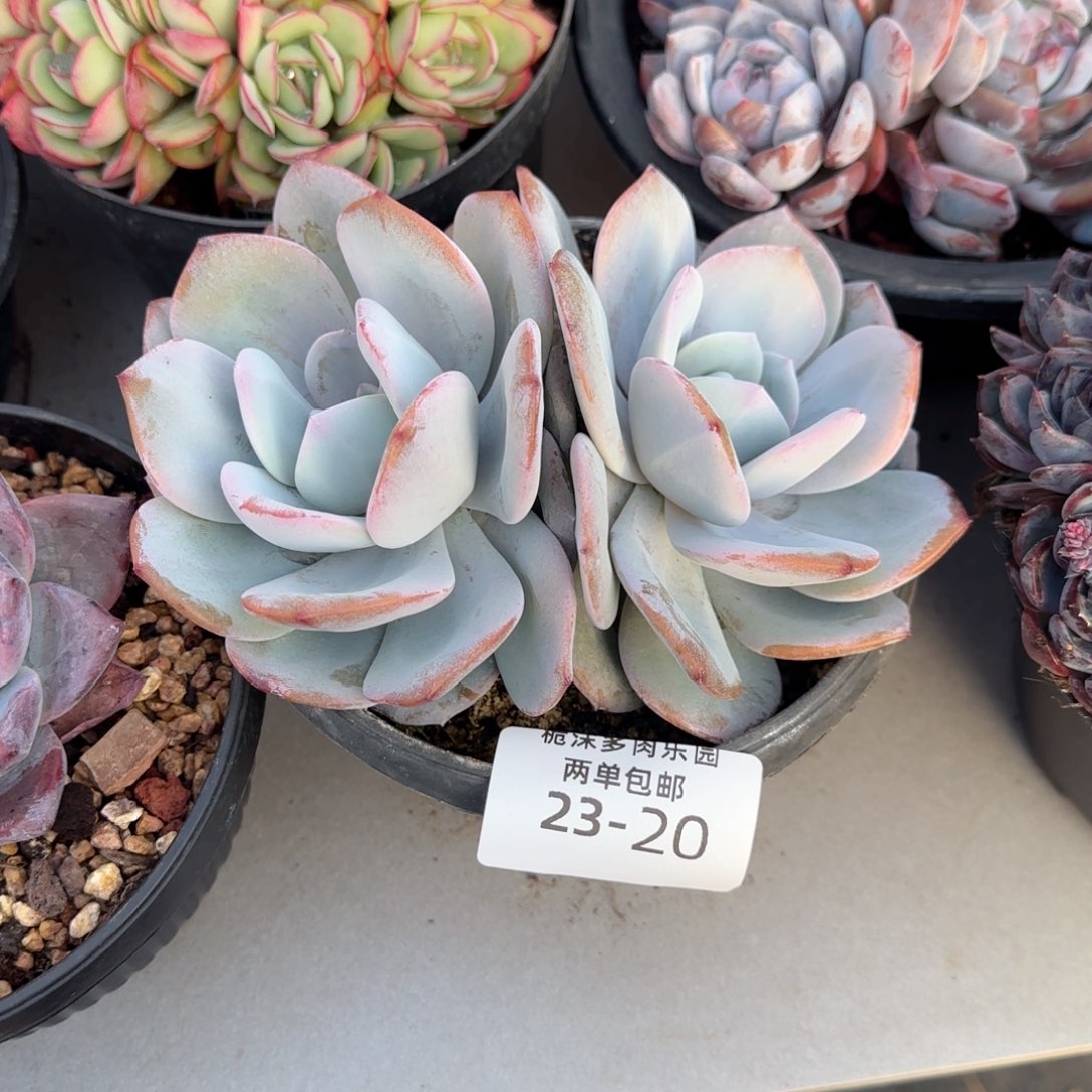 -***y23-20奶茶多肉植物