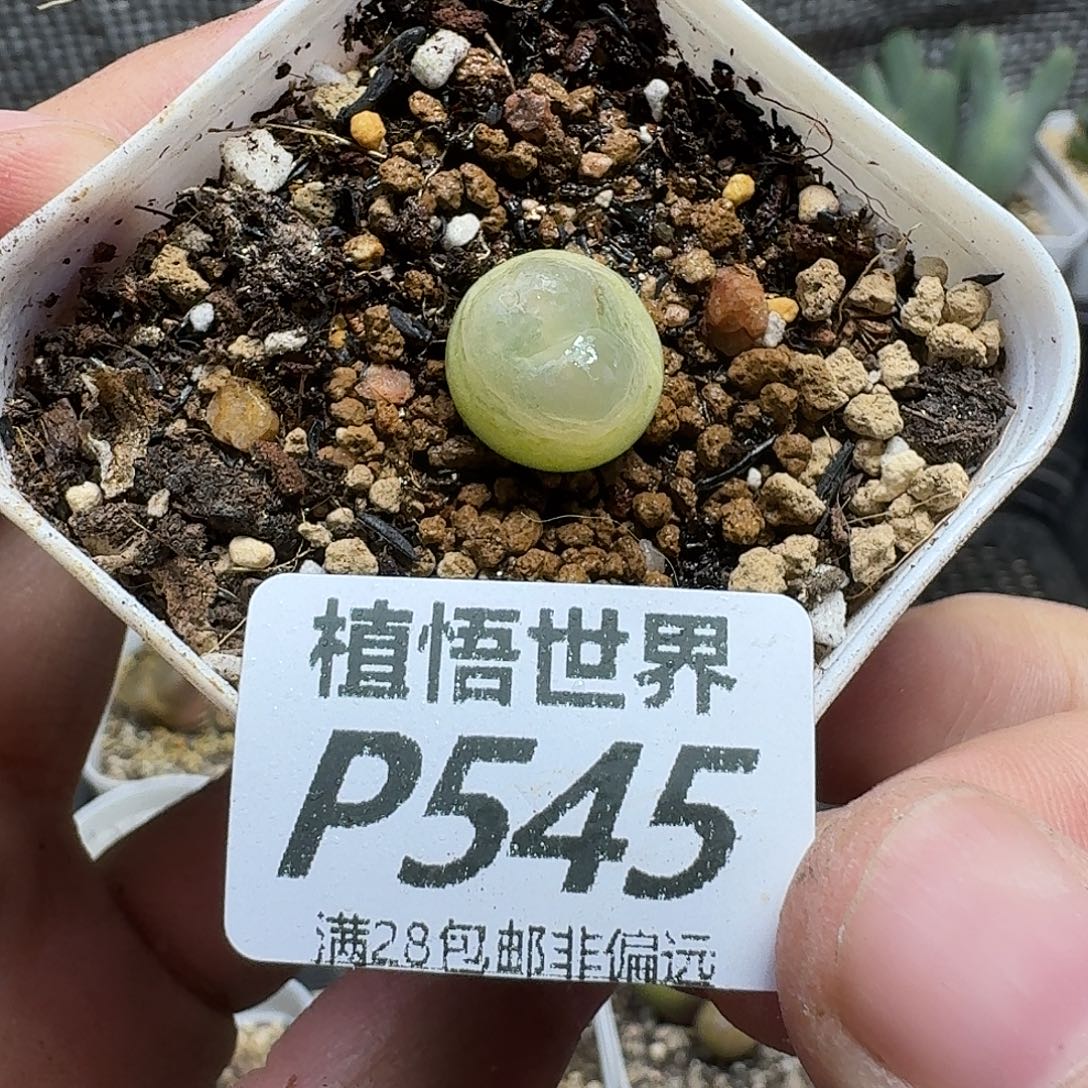 多肉植物的润泽gbnm