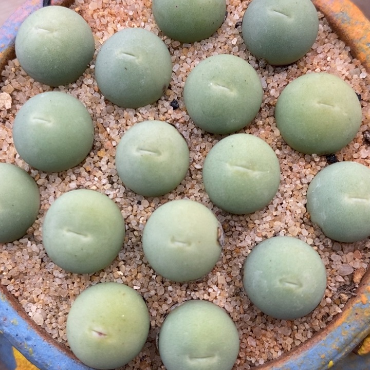 鸽子蛋1颗1厘米左右