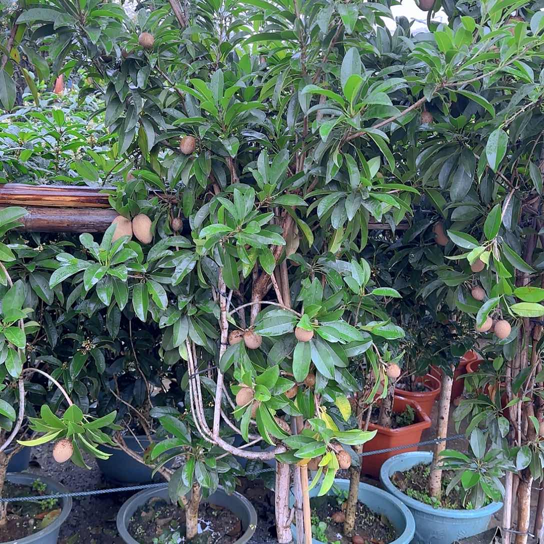 珍*果树11111111111111