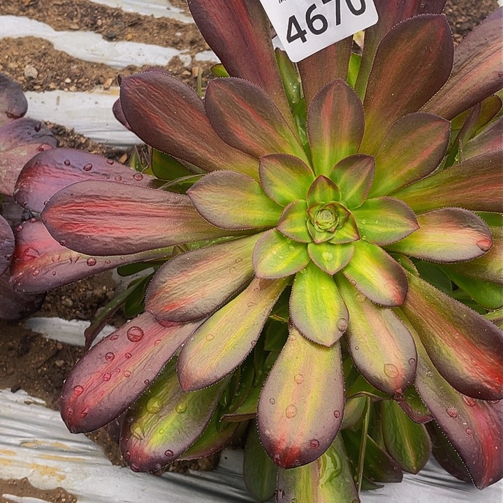 4670两条杠花那多肉植物