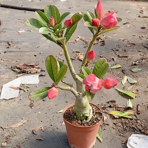 【闪购商品】无花朵螺*粉