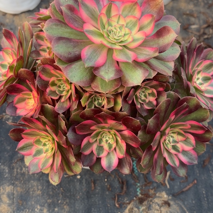 *****火龙果多肉法师不包损58