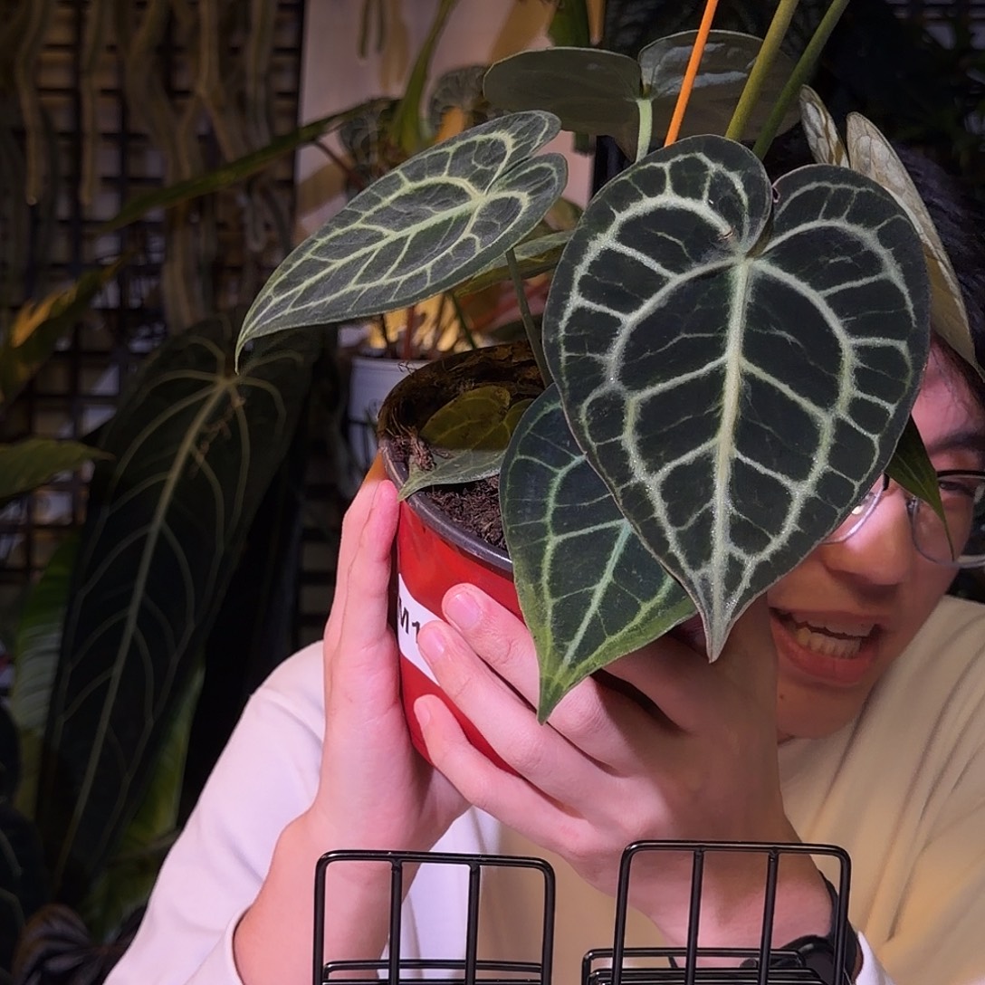 完全开放N137克莱恩