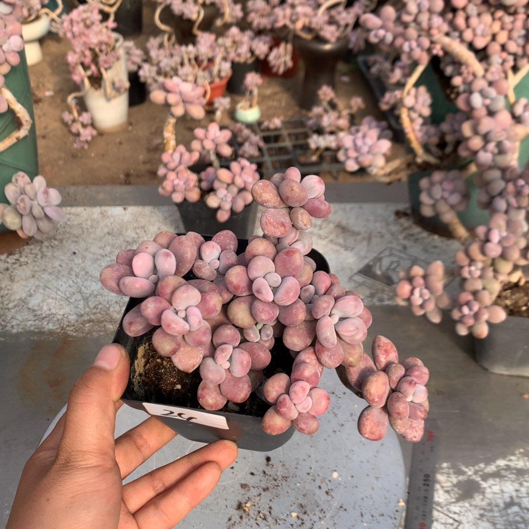 蓝***^桃蛋老桩不带盆24号有的小瑕疵