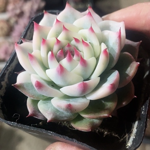 吉娃娃锦60一盆888888