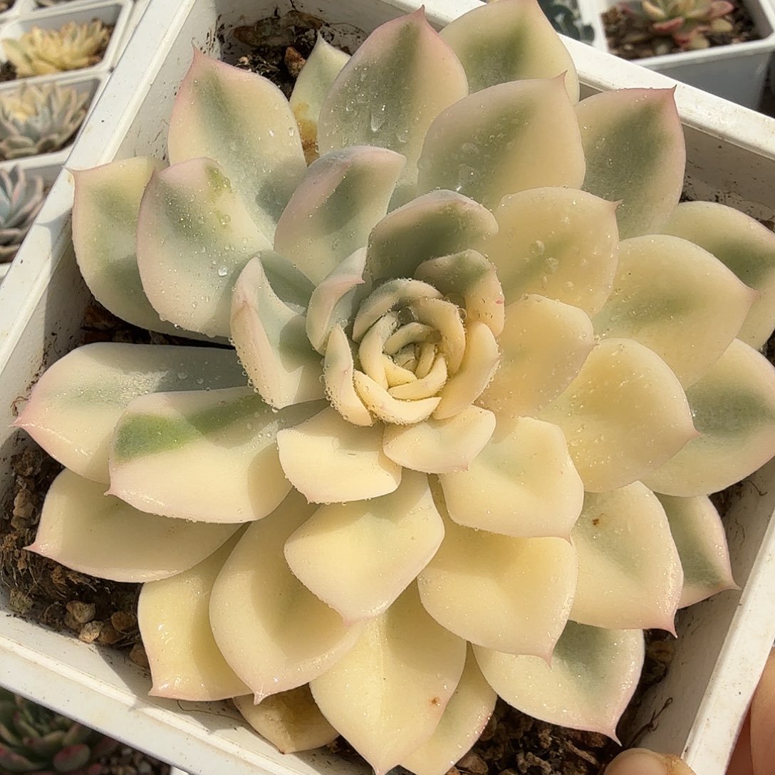 月亮仙子锦，多肉植物