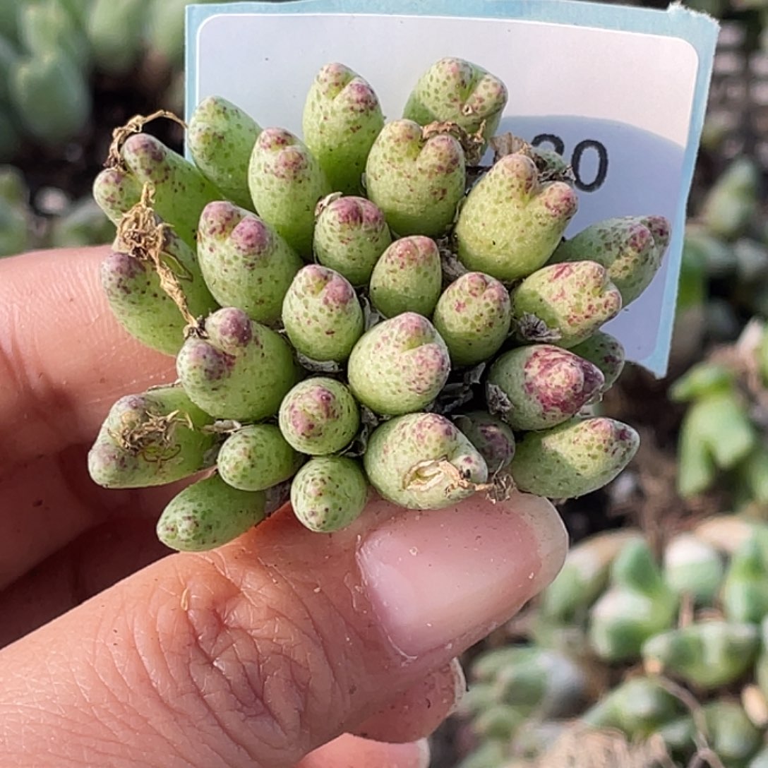 *****29-30肉锥多肉植物