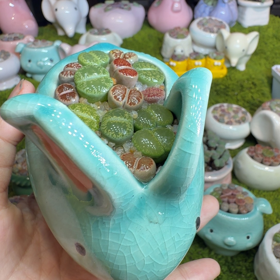 多肉植物开播福利冲