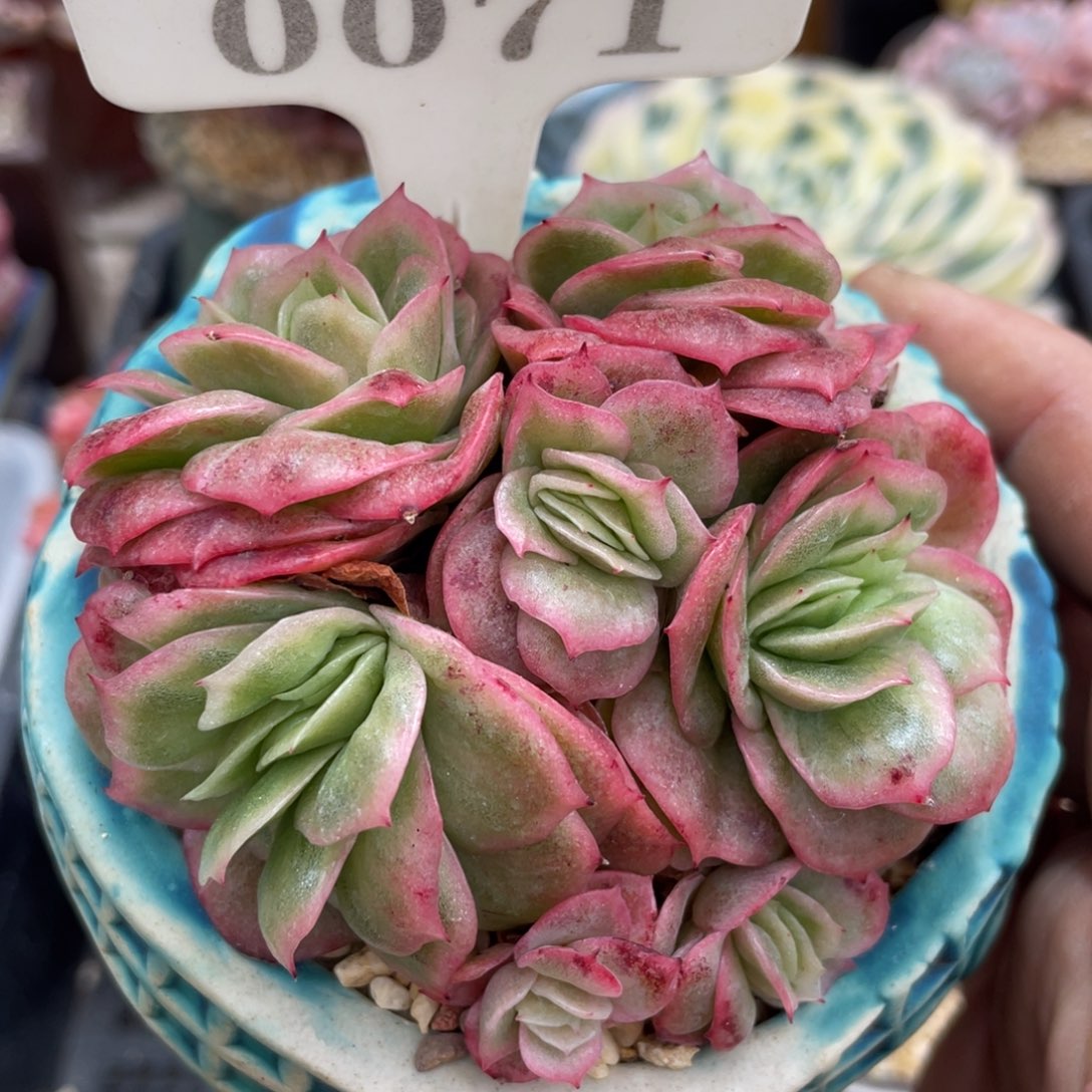 0071冰玫瑰不带盆8厘米