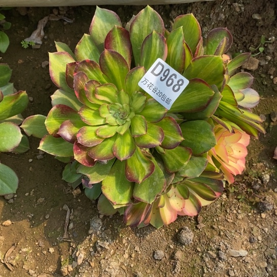 968绍修七彩多肉植物