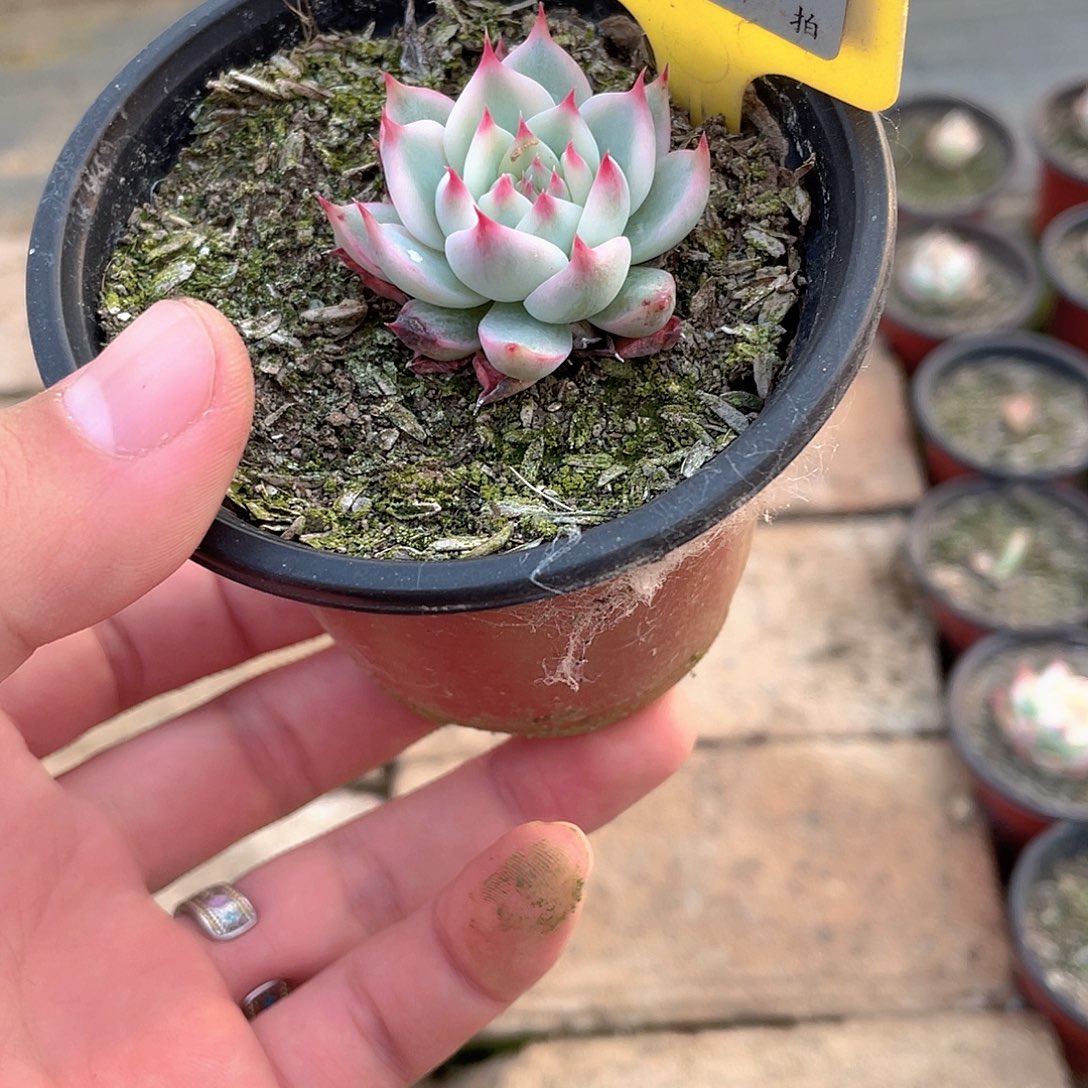 *****949号多肉植物盆栽