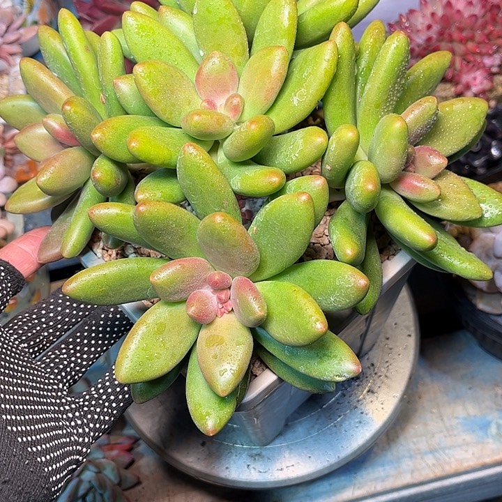 多肉植物一物一拍