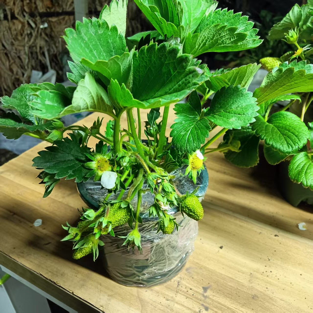 (天仙醉草莓苗15颗)裸根发货