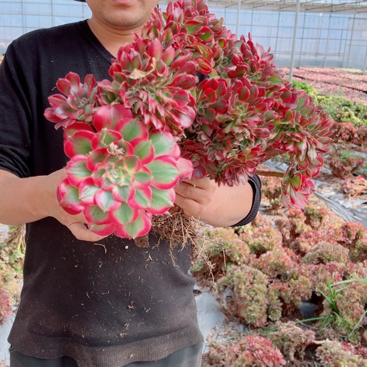 女郎醉话6号多肉法师