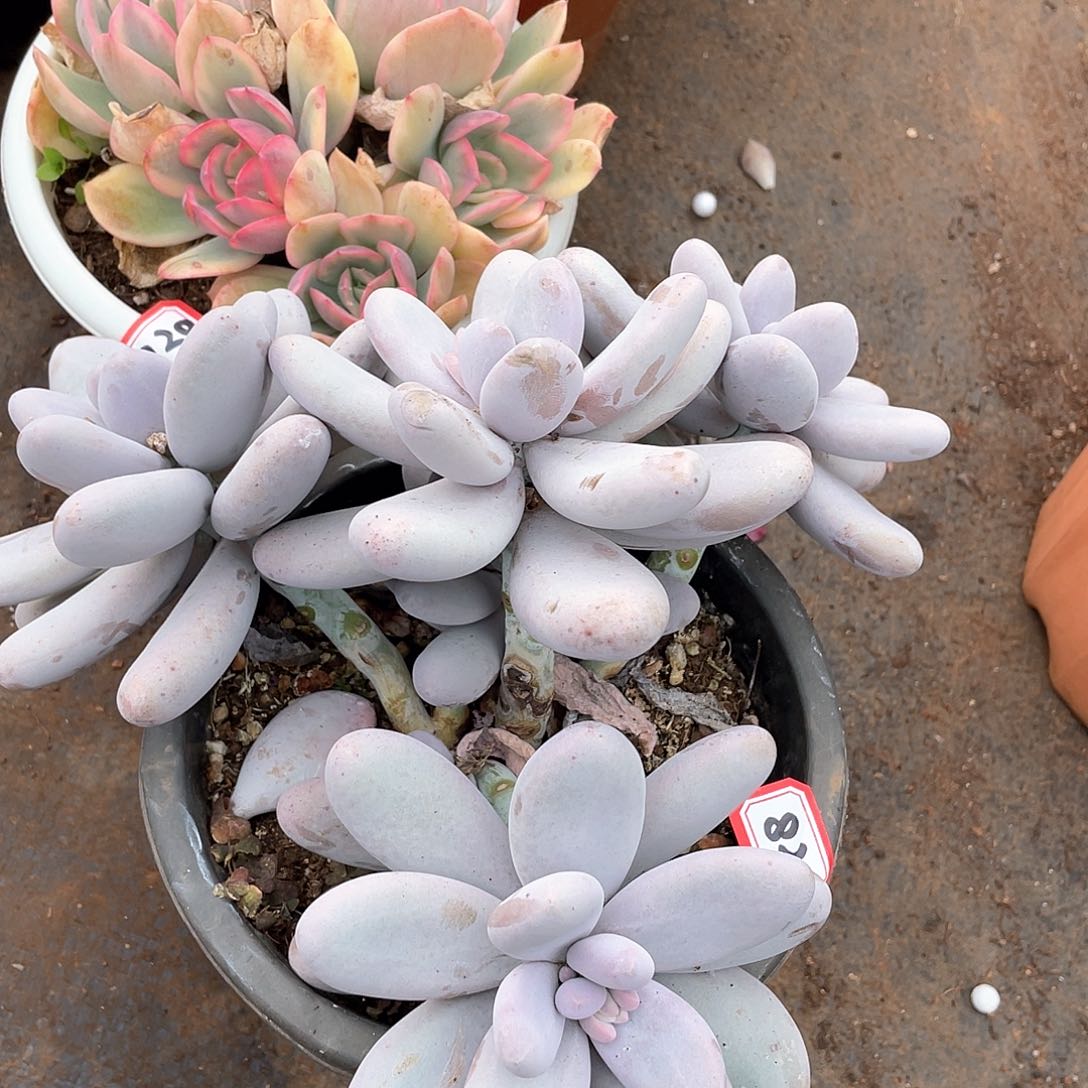 821鸡蛋美人一物一拍多肉