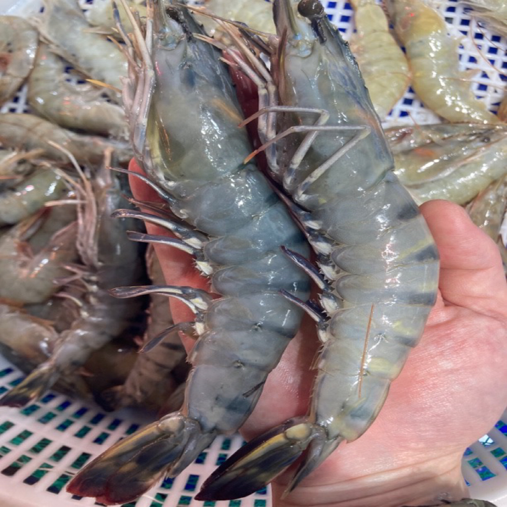 大连本地黑虎虾气冻发货肉质紧致q弹6-8只左右/斤