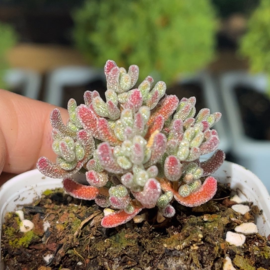 21实生冰晶优选枝干