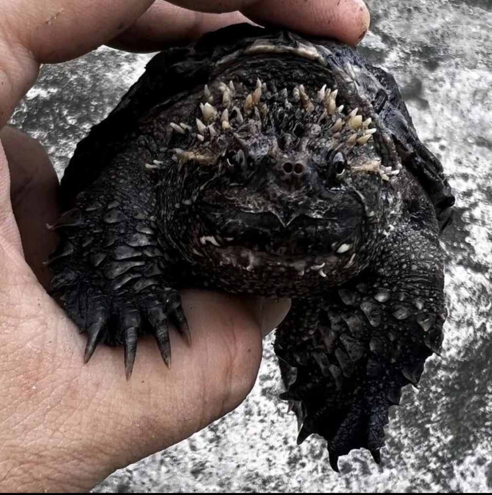 【直播优选】纯佛鳄观赏乌龟人工养殖活体爆刺宠物龟