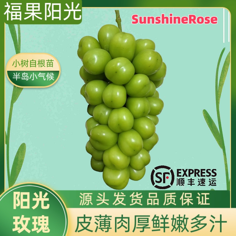 18g-30g新鲜阳光玫瑰当季整串晴王葡萄，山东半岛小树自根苗视频