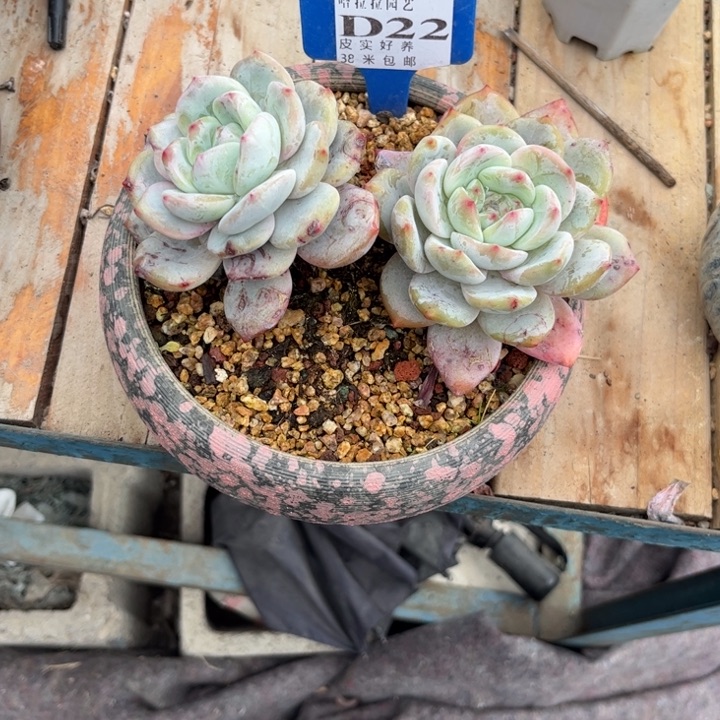 磨****司多肉植物111111