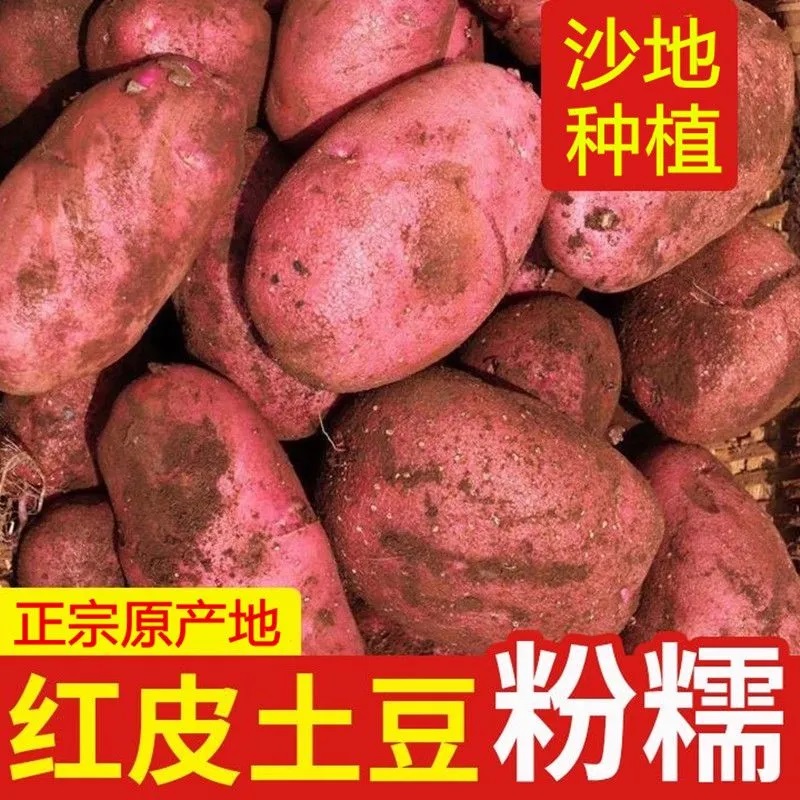 甘肃定西2025新鲜红皮土豆马铃薯5/9斤蔬菜沙面粉糯红皮黄心整箱