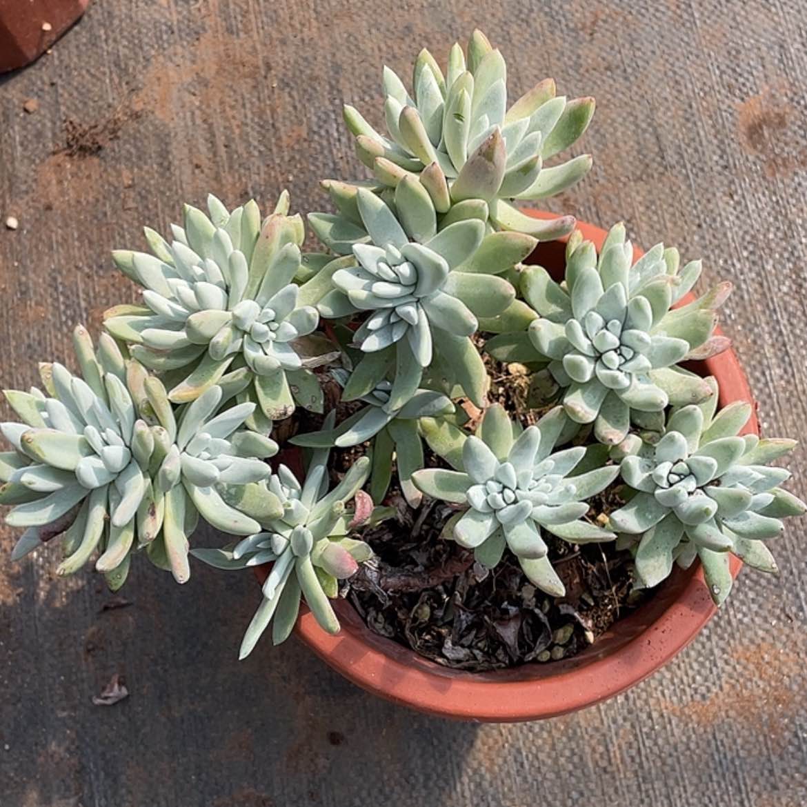 【闪购商品】瑕疵特价不售后dalaoz