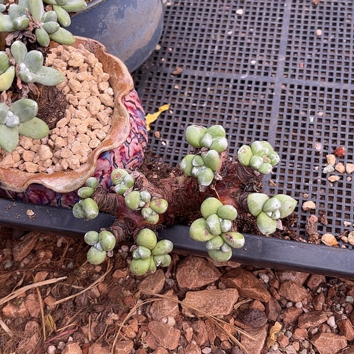 紫***9丸叶拇指仙女杯老桩