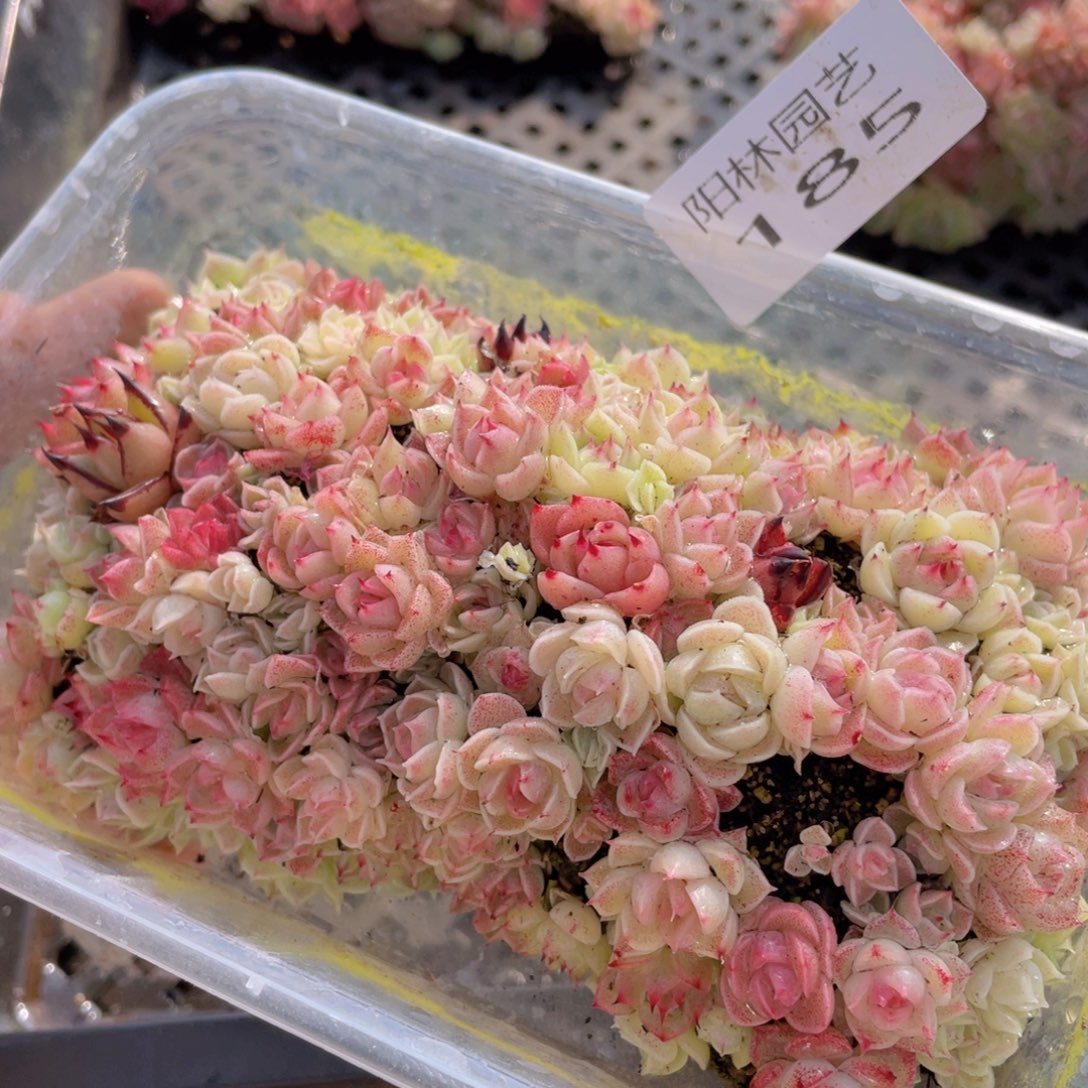 多肉植物多肉植物185