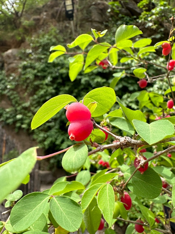 爱心果盆景一物一拍（不包邮）