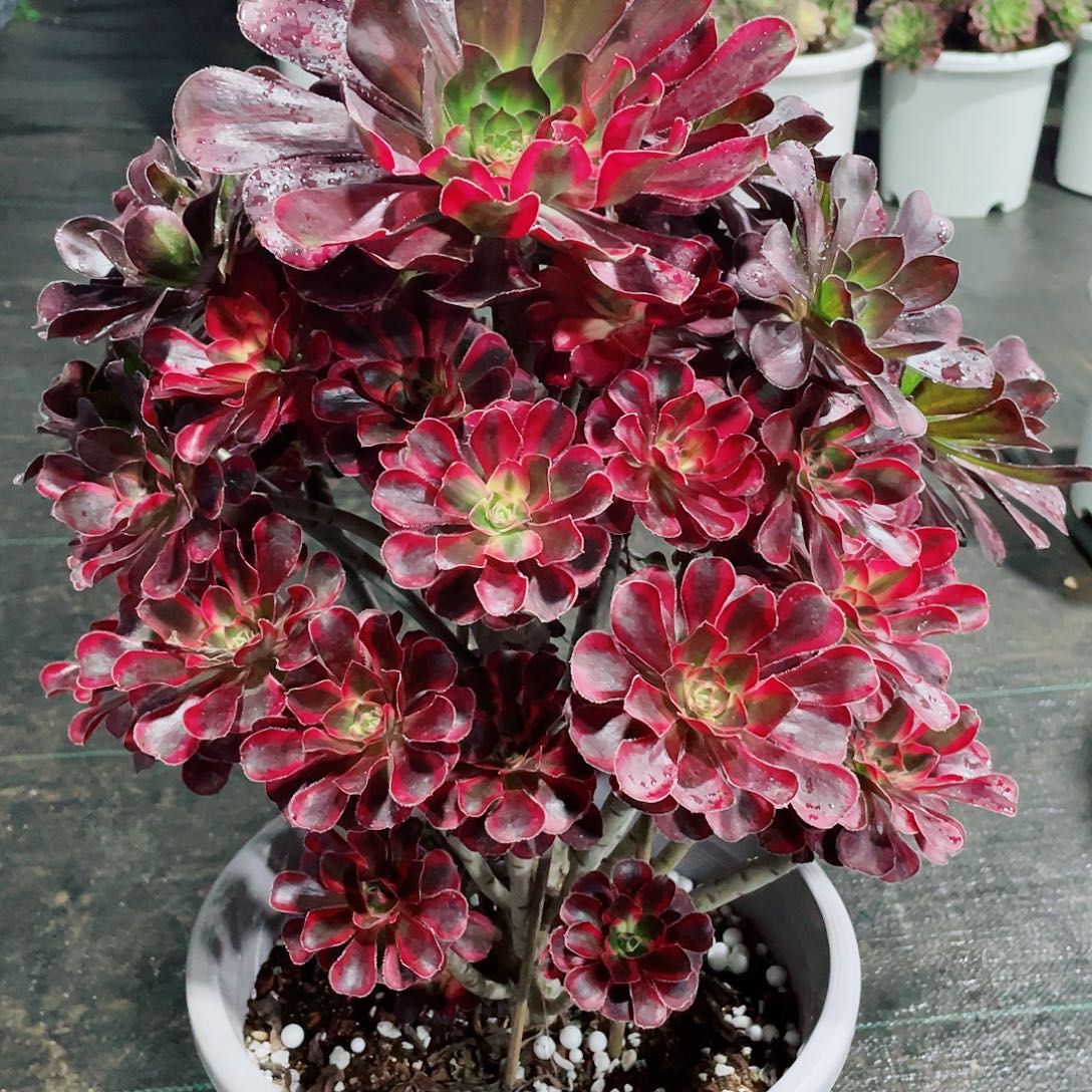 暖暖法师多肉植物园森姐-88福利福里福利管理