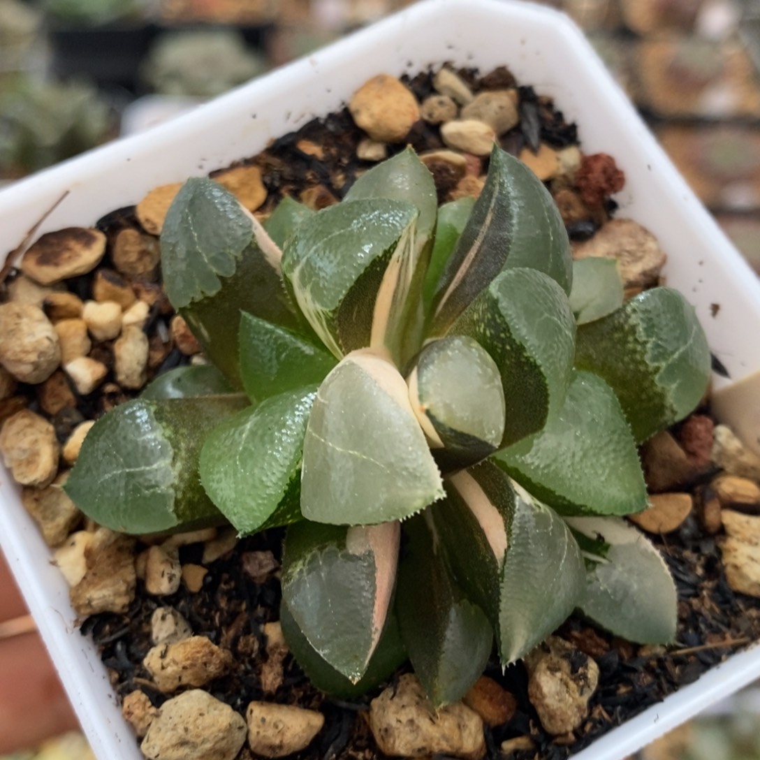 594号木叶克锦多肉植物