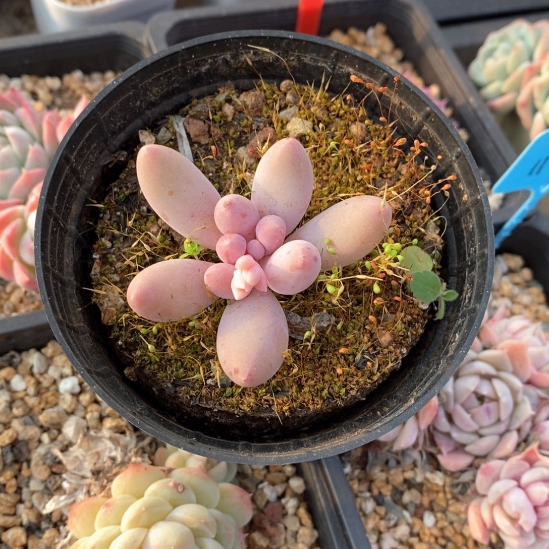 精品多肉一物一柏不包整23