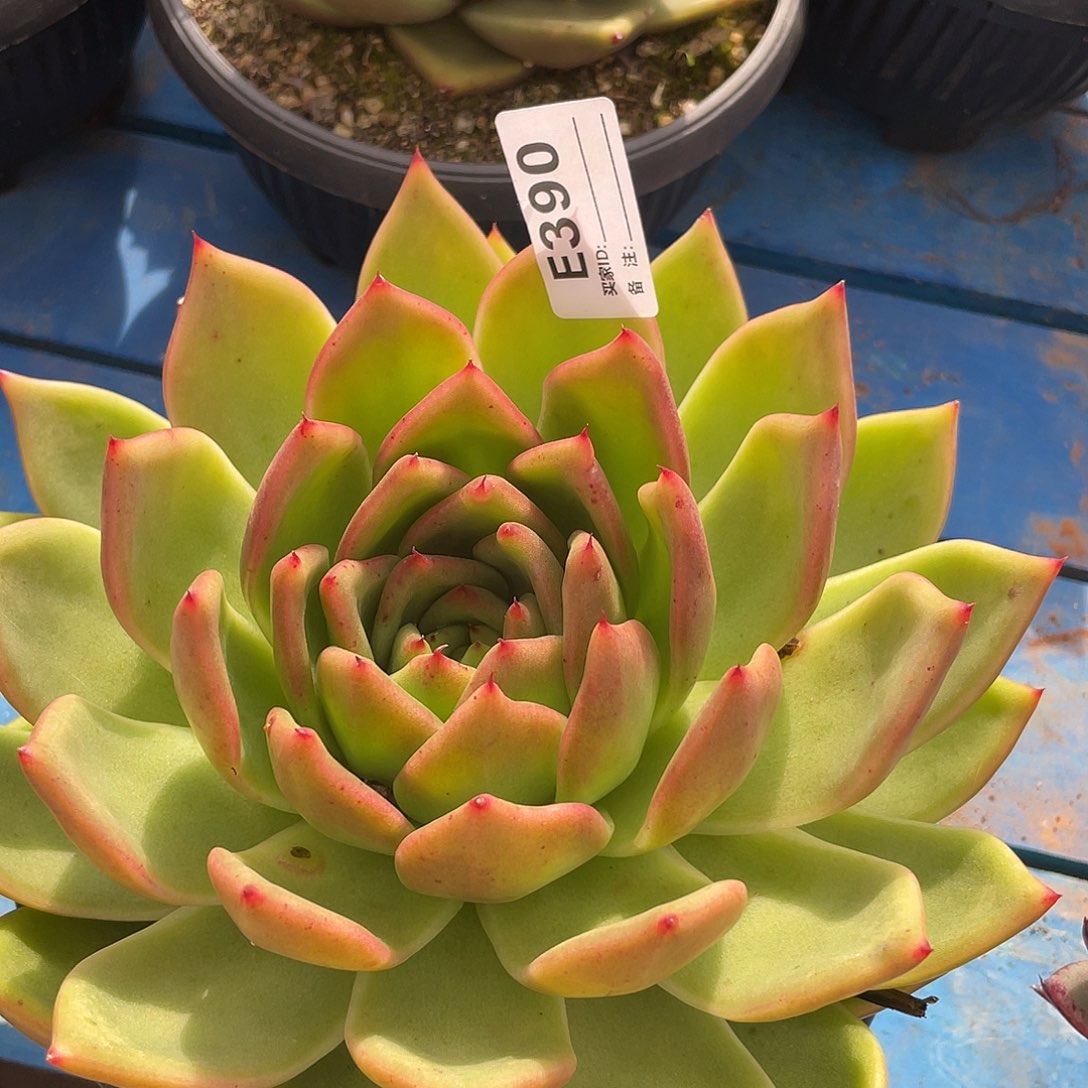 若如东云单拍E390